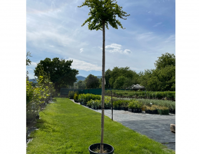 Ginkgo dvoulisté ´Troll´ na kmínku