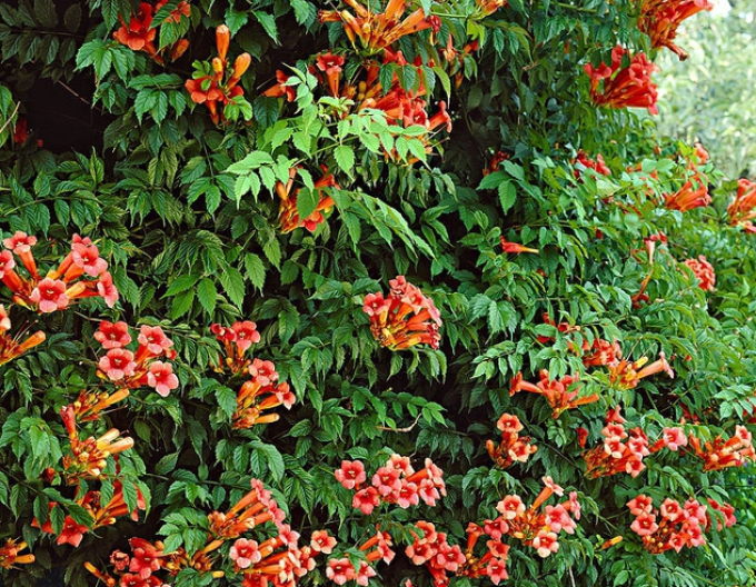 Trubkovec ´Rosso´ na kmínku