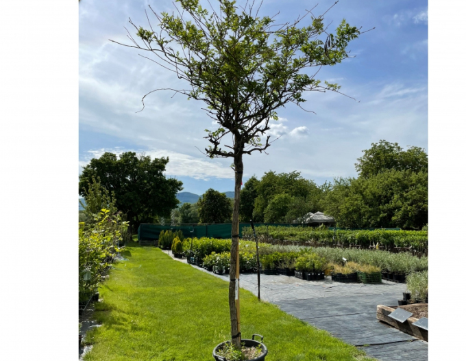 Trubkovec ´Rosso´ na kmínku