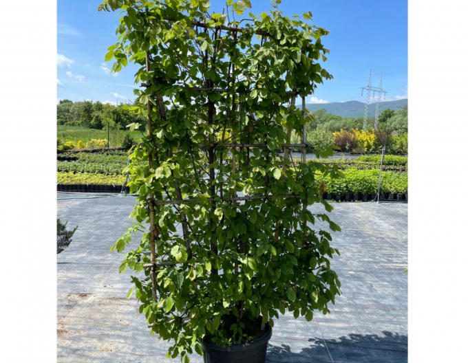 Habr obecný ´Stena 180x120cm´