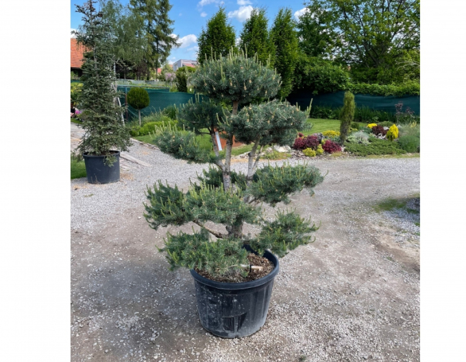 Borovice lesní ´Bonsai´