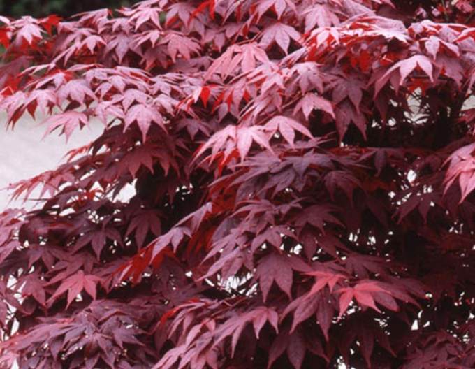 Javor dlanitolistý ’Bloodgood’ 150 - 170cm