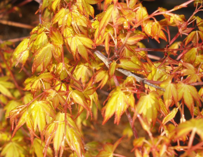 Javor dlanitolistý ´Katsura´