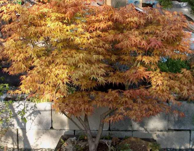 Javor dlanitolistý ´Katsura´