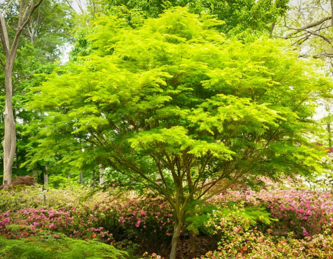 Javor dlanitolistý Summer Gold