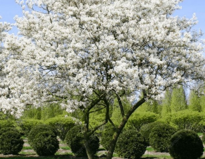 Muchovník Lamarkův 120 - 140cm