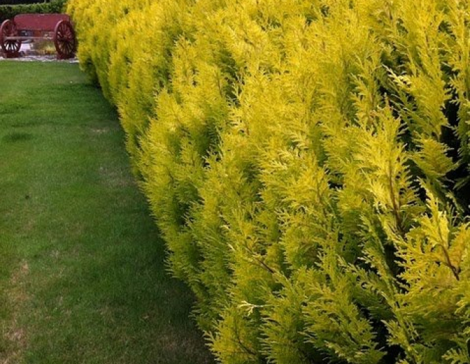 Cypřišovec Leylandův  ´Gold Rider´