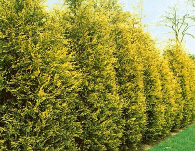 Cypřišovec Leylandův  ´Gold Rider´