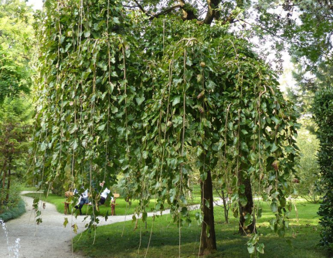 Moruše převislá bílá (černé plody ) 190cm