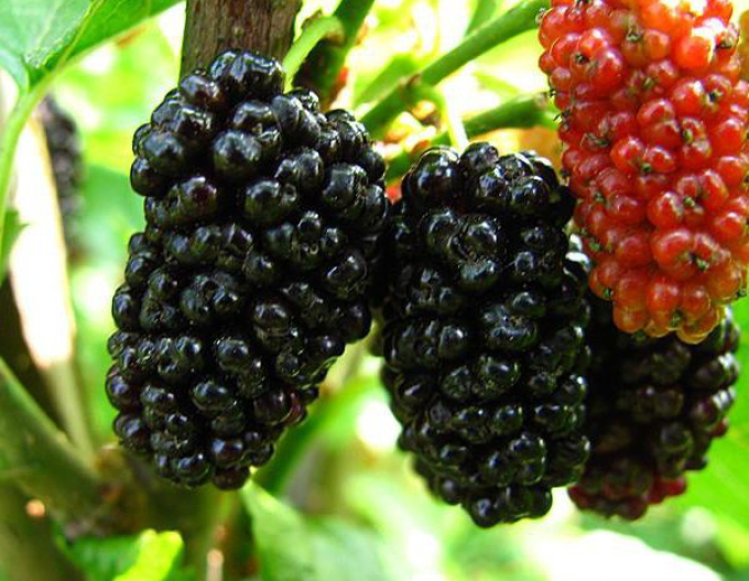 Moruše převislá bílá (černé plody ) 190cm