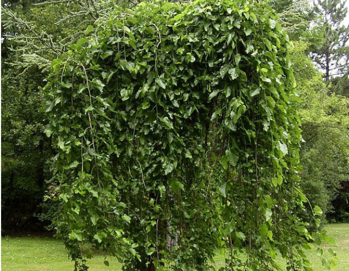 Moruše převislá bílá (černé plody ) 190cm