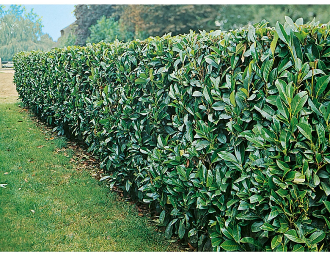 Bobkovišeň  ´Novita´