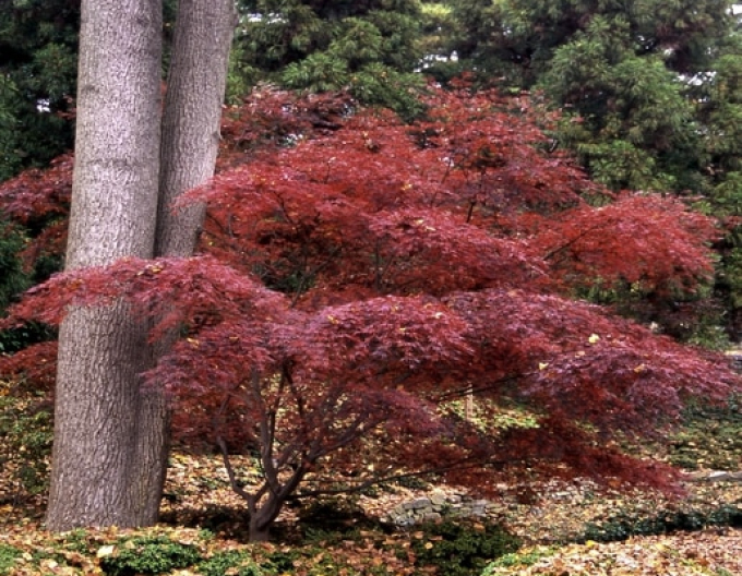 Javor Inaba Shidare na kmínku