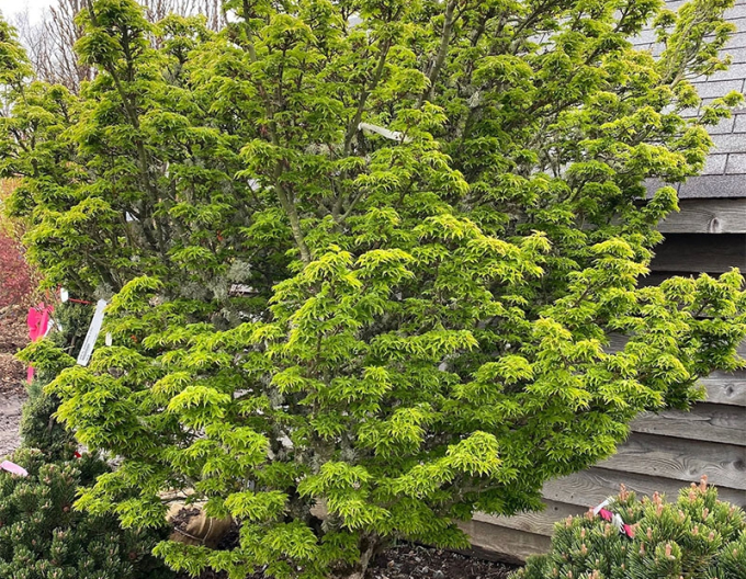 Javor dlanitolistý ´Shishigashira´