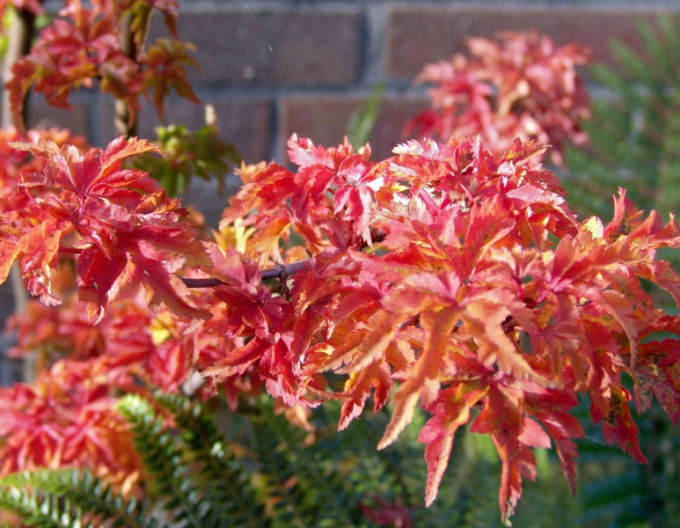 Javor dlanitolistý ´Shishigashira´