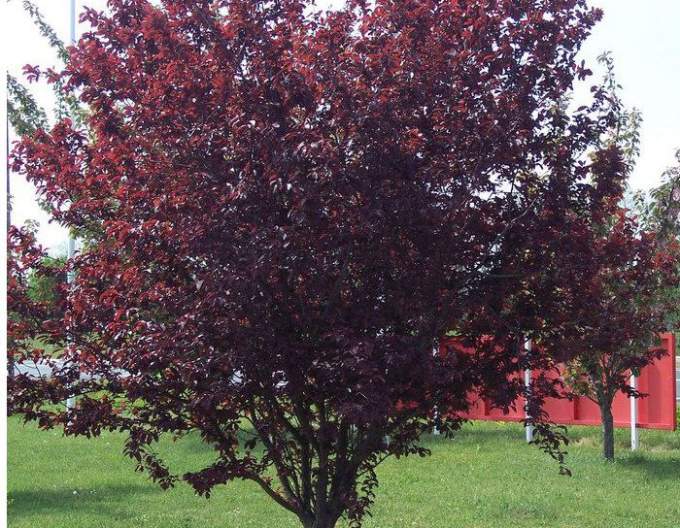 Slivoň červenolistá