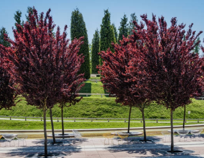 Slivoň červenolistá