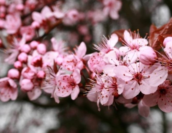 Slivoň červenolistá