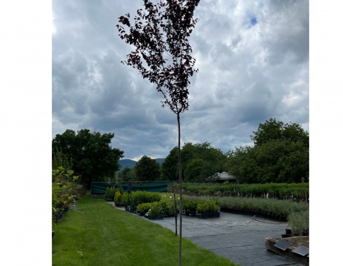 Slivoň červenolistá