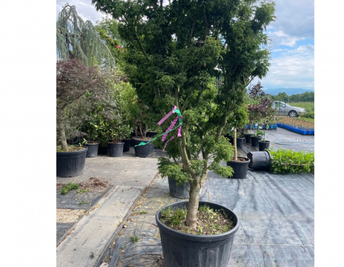 Javor dlanitolistý ´Shishigashira´