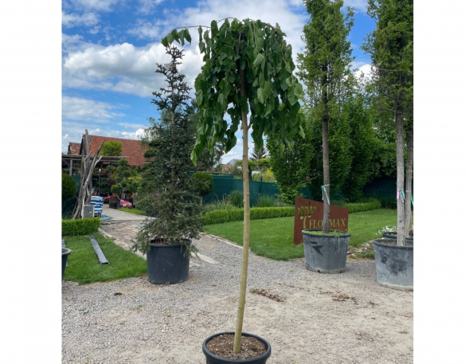 Moruše převislá bílá (černé plody ) 190cm