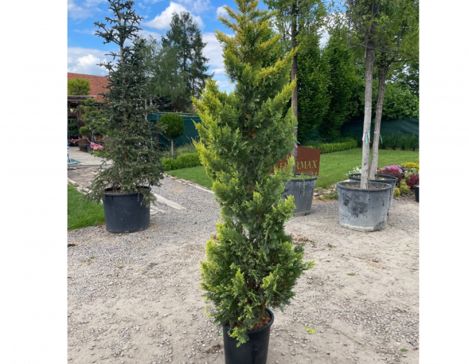 Cypřišovec Leylandův  ´Gold Rider´