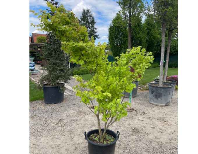 Javor dlanitolistý Summer Gold