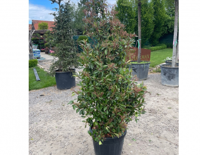 Blýskavka ´Red Robin Cono´