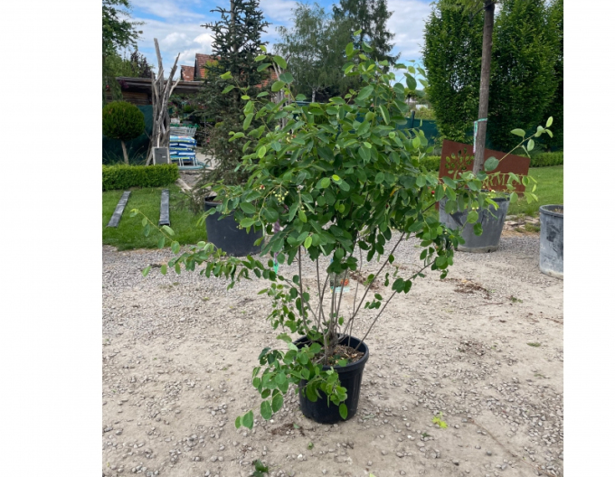 Muchovník Lamarkův 120 - 140cm