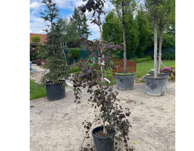 Zmarlika kanadská ´Ruby Falls´