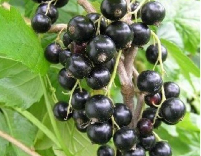 Černý rybíz Sofijevskaja Stromcekova