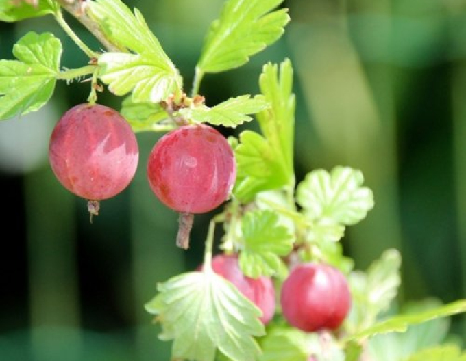 Angrešt Kameniar Stromkový, kont. 2l