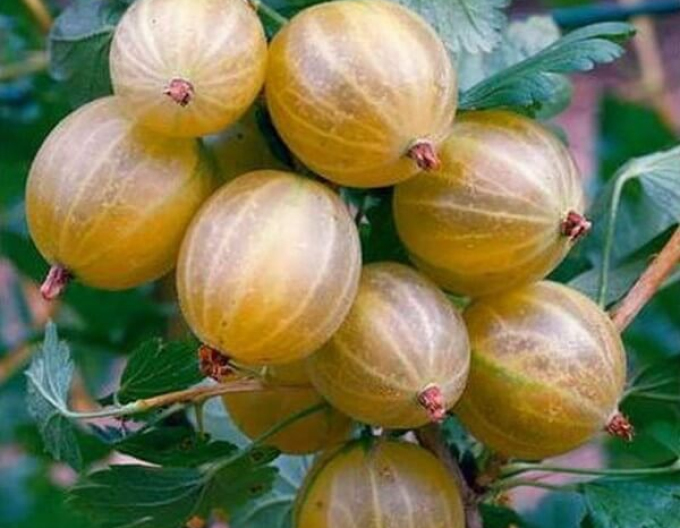 Angrešt ´Hinnonmaki Gelb´, Stromkový, prostok.