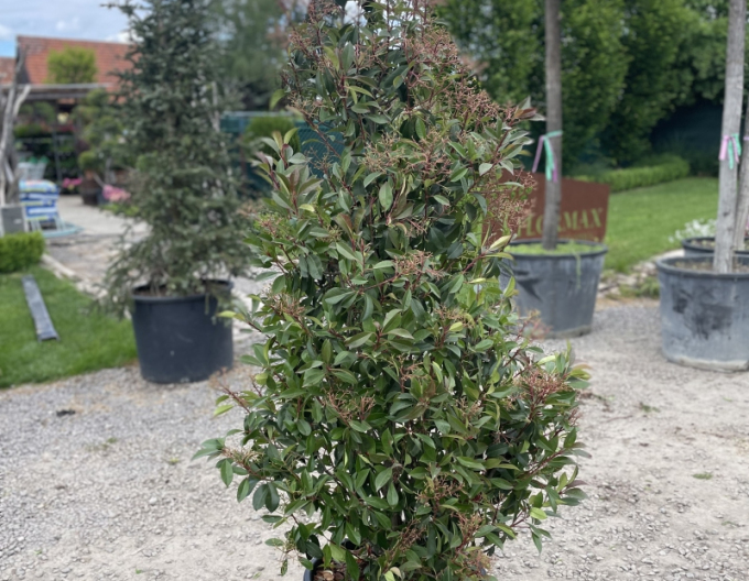 Blýskavka ´Red Robin Cono´