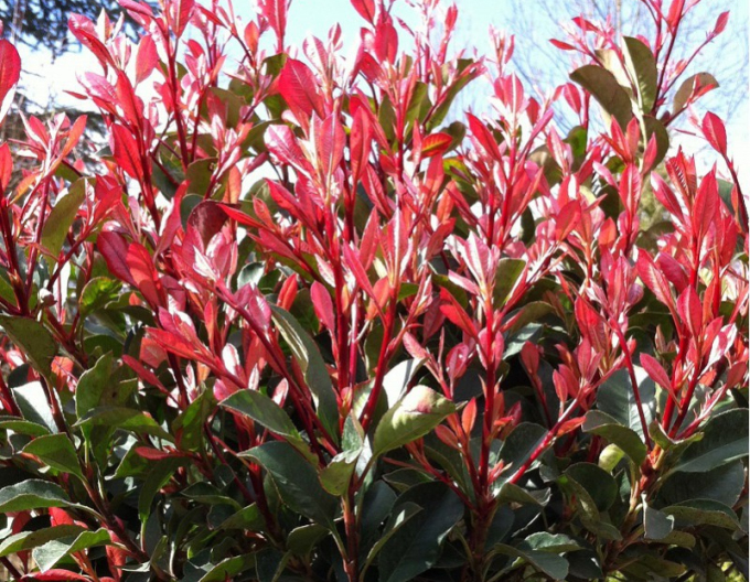 Blýskavka ´Red Robin Cono´