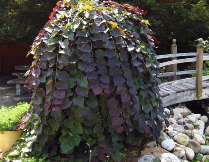 Zmarlika kanadská ´Ruby Falls´