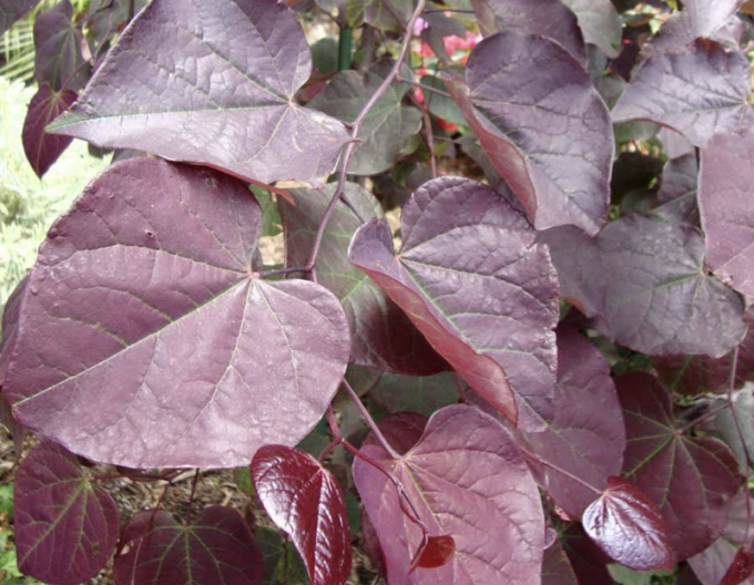 Zmarlika kanadská ´Ruby Falls´