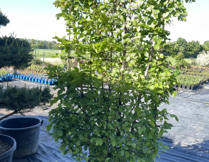 Habr obecný ´Stena 180x120cm´