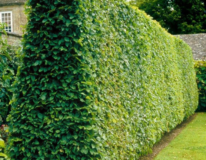 Habr obecný ´Stena 180x120cm´