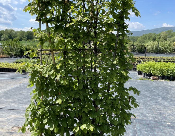 Habr obecný ´Stena 180x120cm´