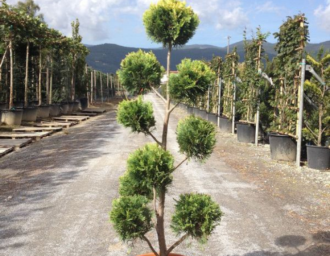 Cypřišovec Leylandův PON PON 120cm