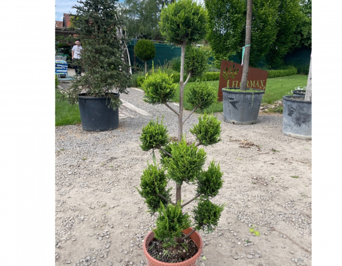 Cypřišovec Leylandův PON PON 120cm