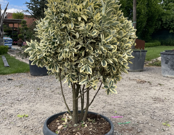 Bršlen japonský Bravo