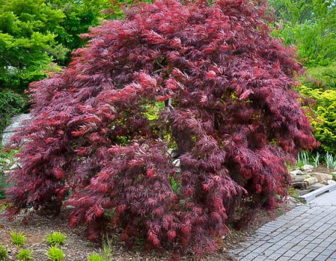 Javor Inaba Shidare na kmínku