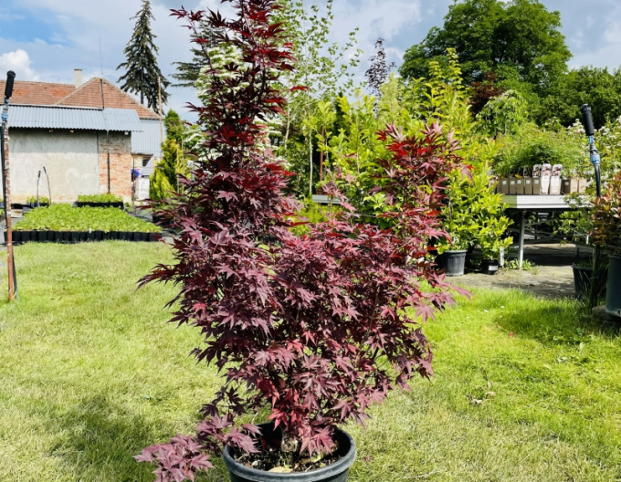 Javor dlanitolistý ´Bloodgood´