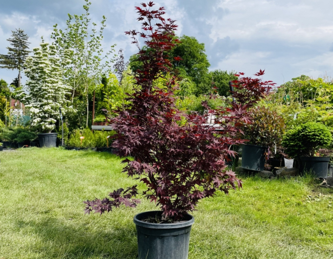 Javor dlanitolistý ´Bloodgood´