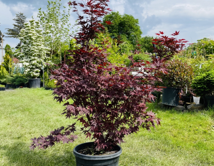 Javor dlanitolistý ´Bloodgood´