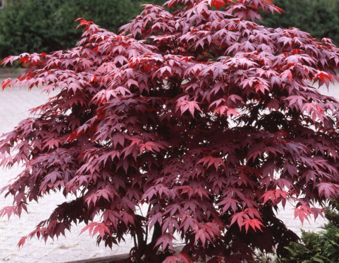 Javor dlanitolistý ´Bloodgood´