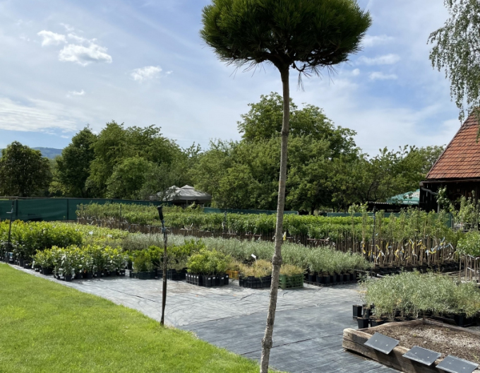 Černá borovice  Brepo´ na kmínku 200cm