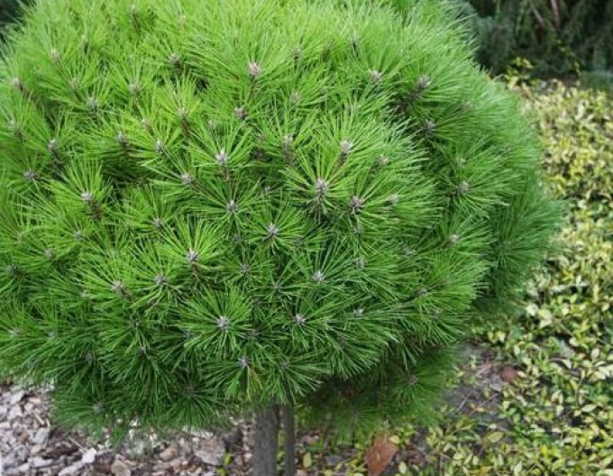 Černá borovice  Brepo´ na kmínku 200cm